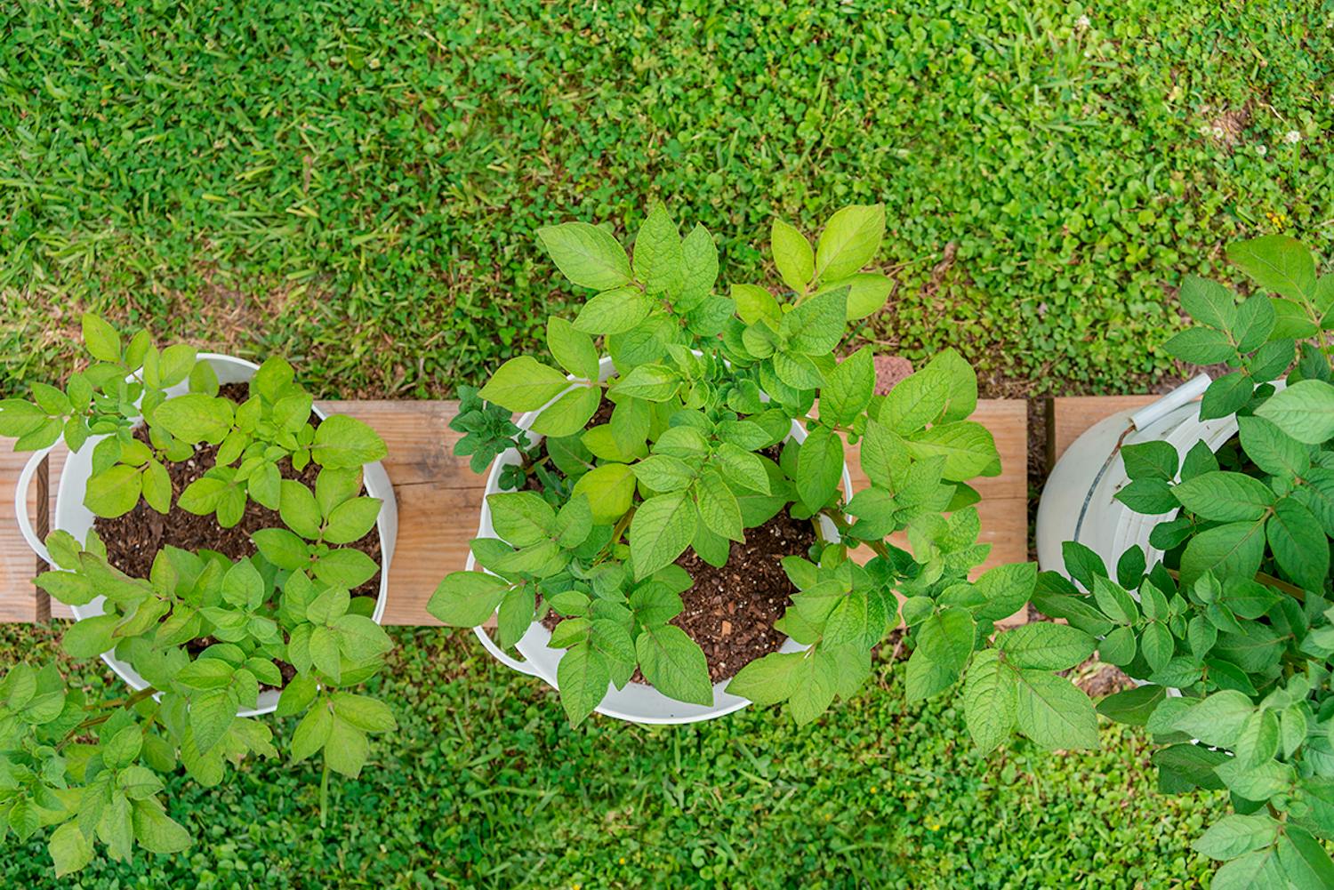 Dyrk selv kartofler i spand Dyrkning af kartofler i spand
